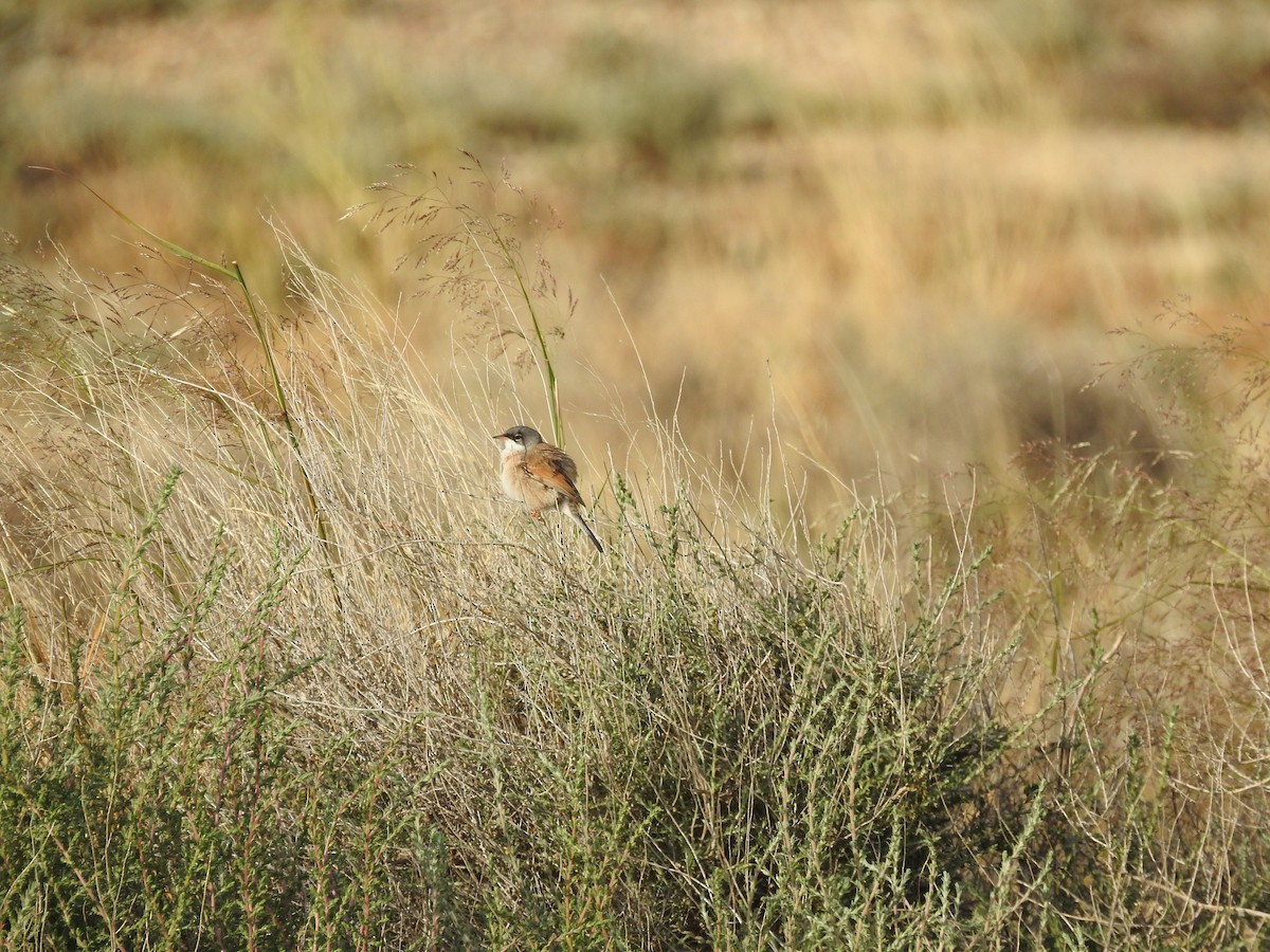 Spectacled Warbler - ML619434265