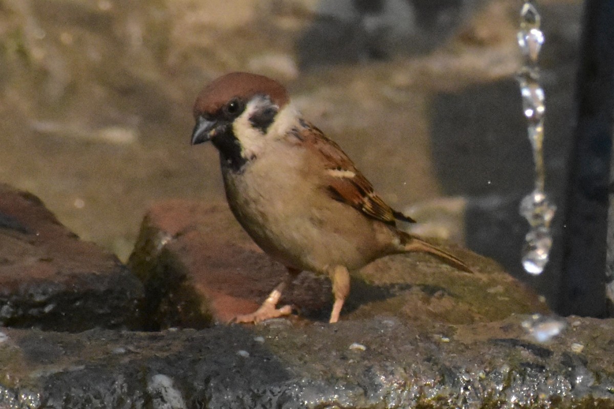 Eurasian Tree Sparrow - ML619434367