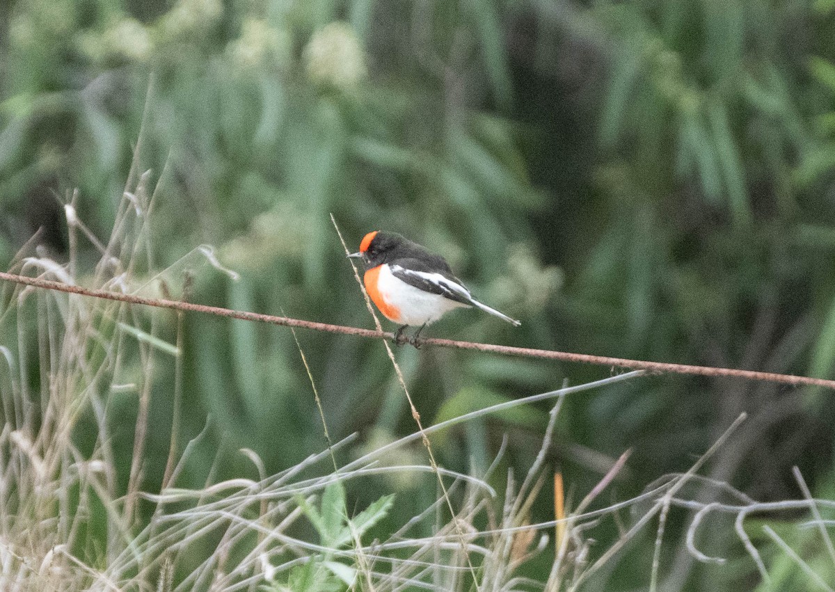 Red-capped Robin - ML619434393