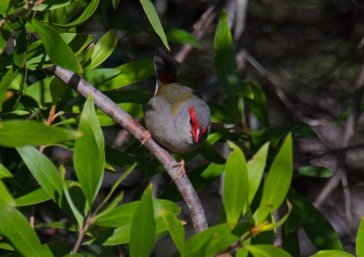 Red-browed Firetail - ML619434397