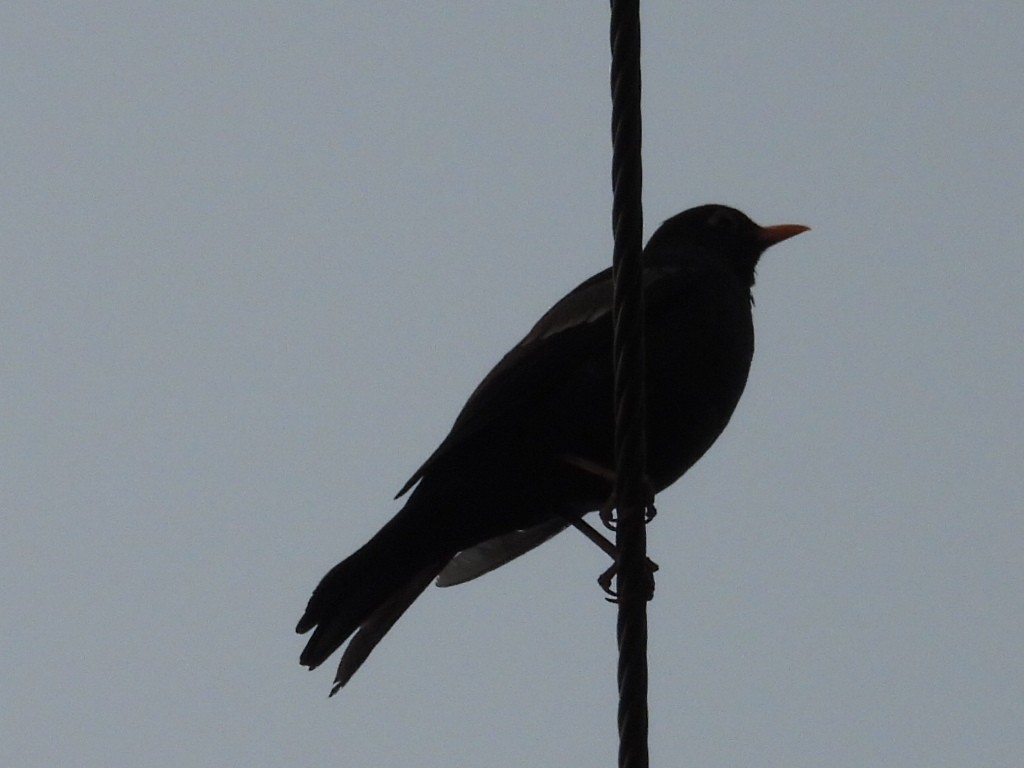 Gray-winged Blackbird - ML619434507