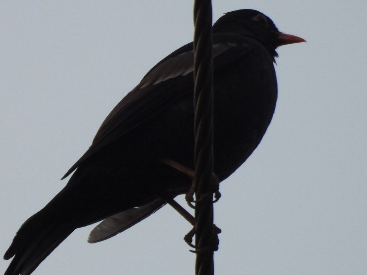 Gray-winged Blackbird - ML619434511