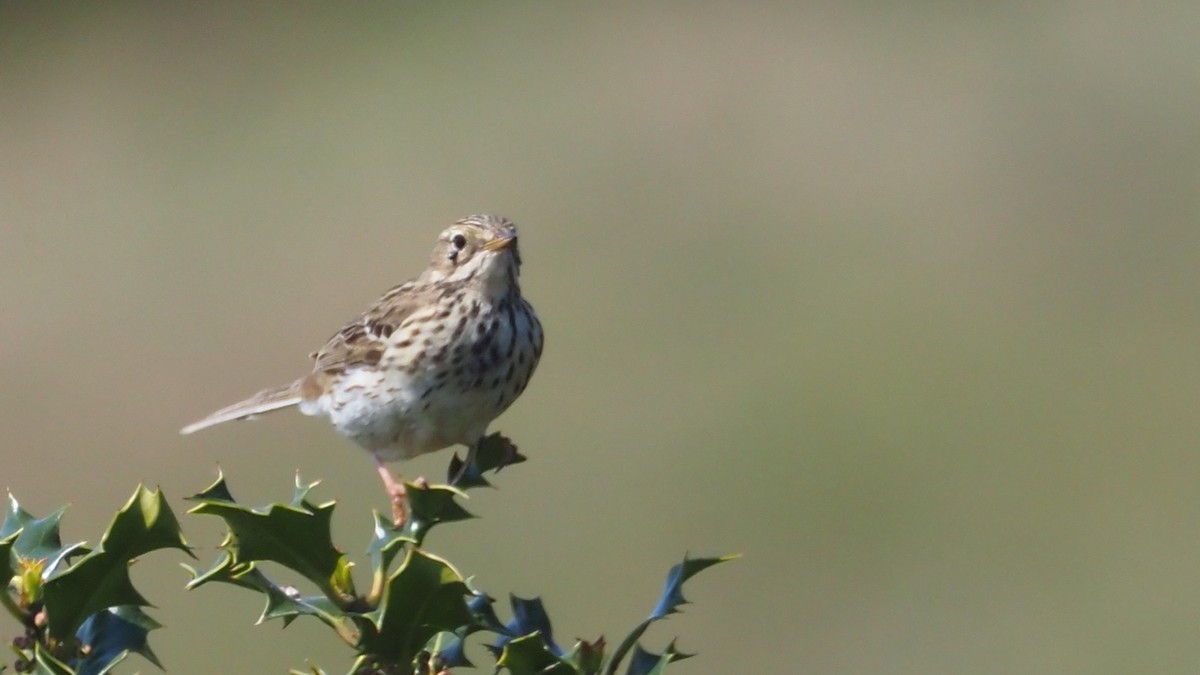 Meadow Pipit - ML619434524