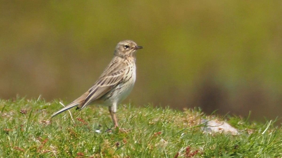 Meadow Pipit - ML619434525