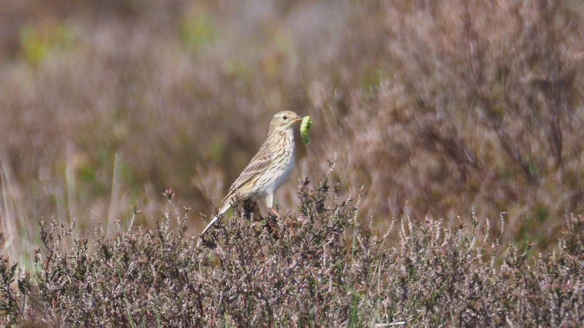 Meadow Pipit - ML619434526