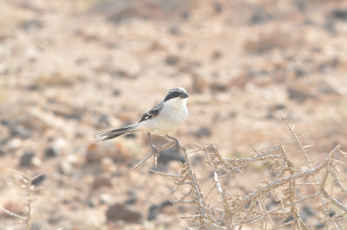 Great Gray Shrike (Sahara) - ML619434567