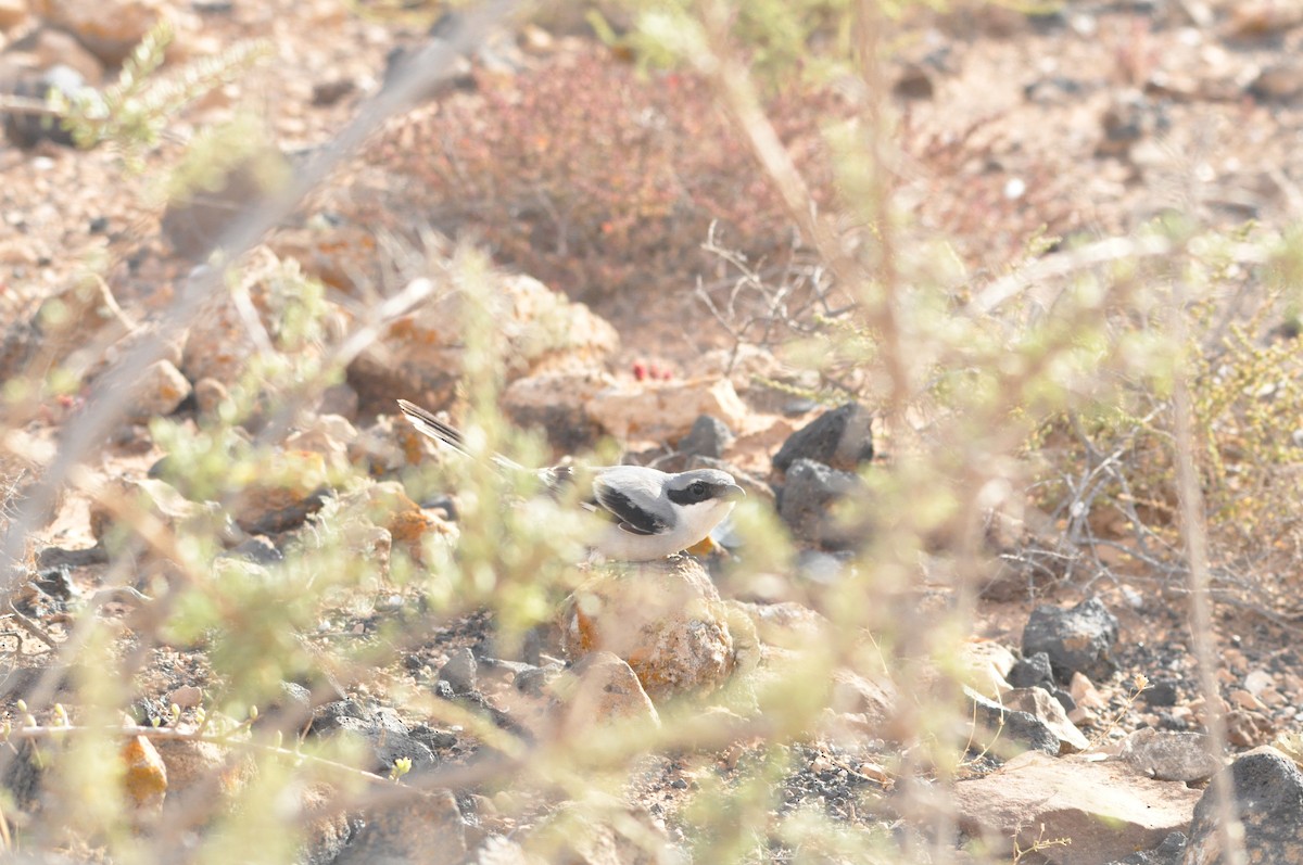 Great Gray Shrike (Sahara) - ML619434568