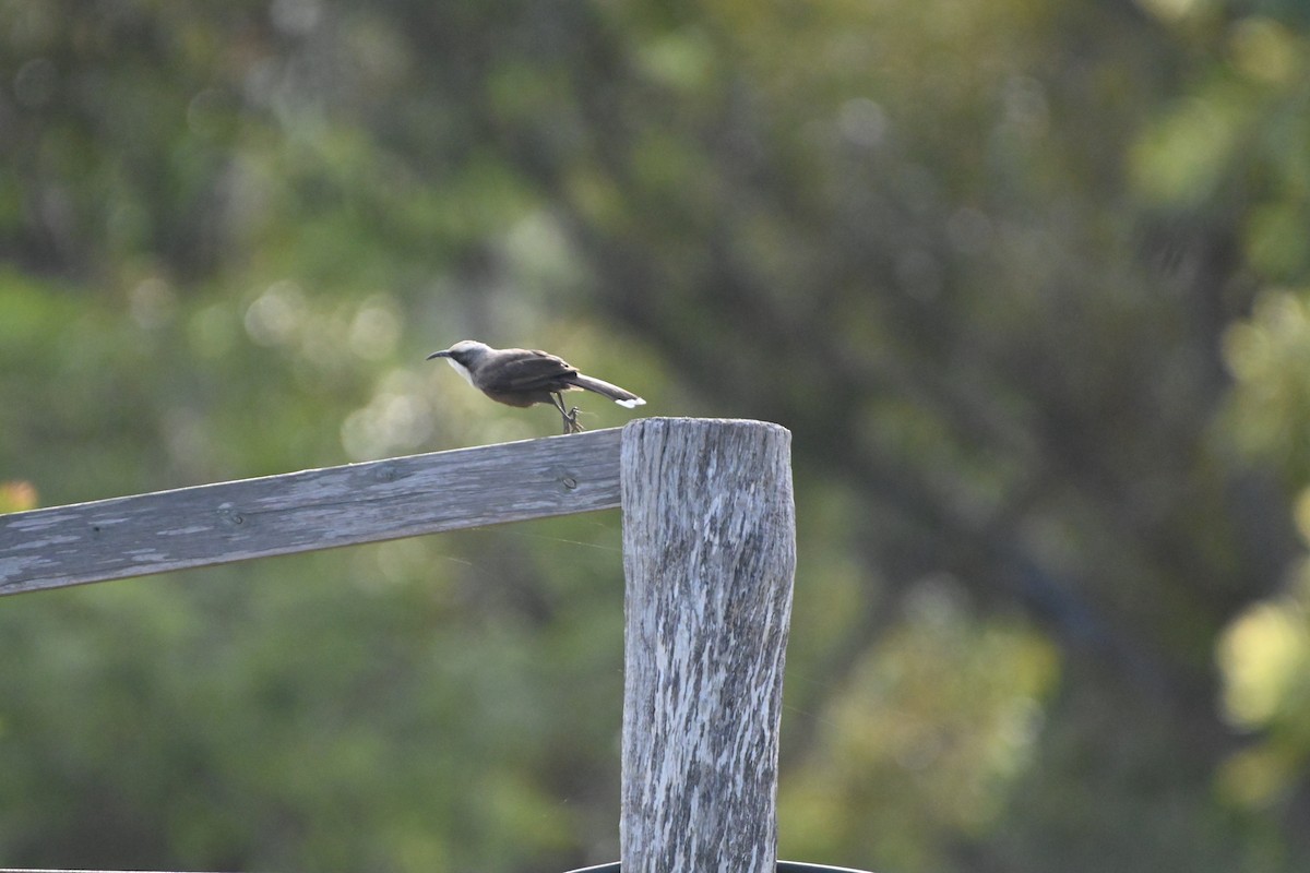 Gray-crowned Babbler - ML619434600