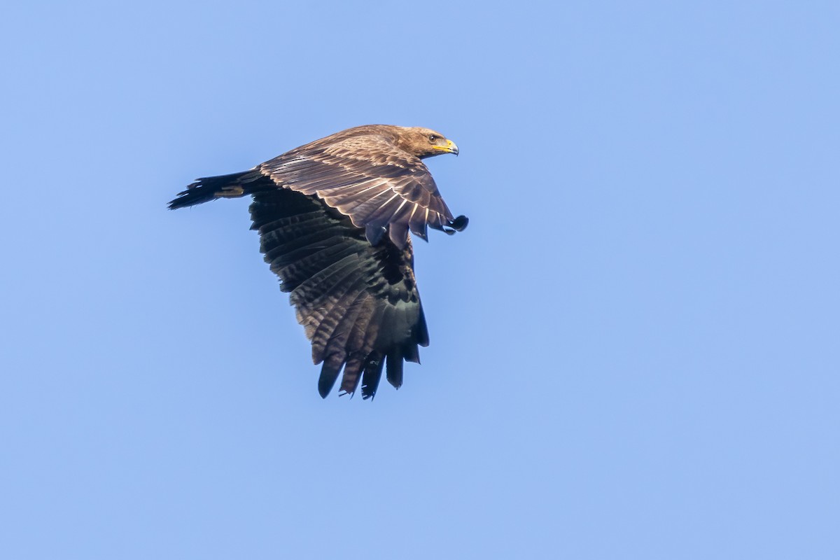 Lesser Spotted Eagle - ML619434619