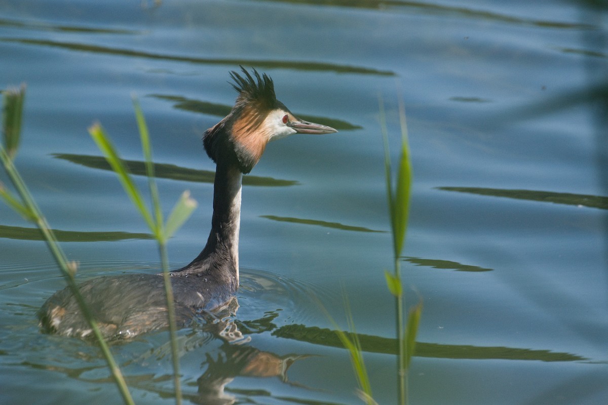 Great Crested Grebe - ML619434640