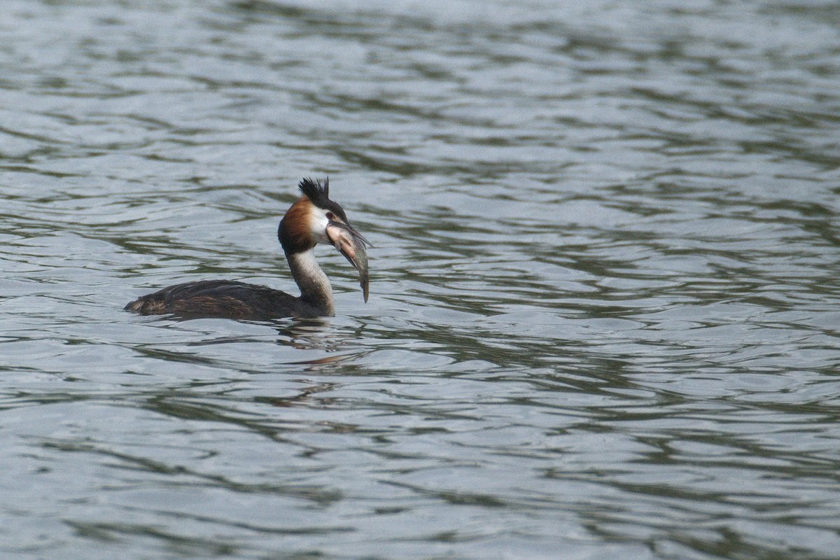Great Crested Grebe - ML619434643