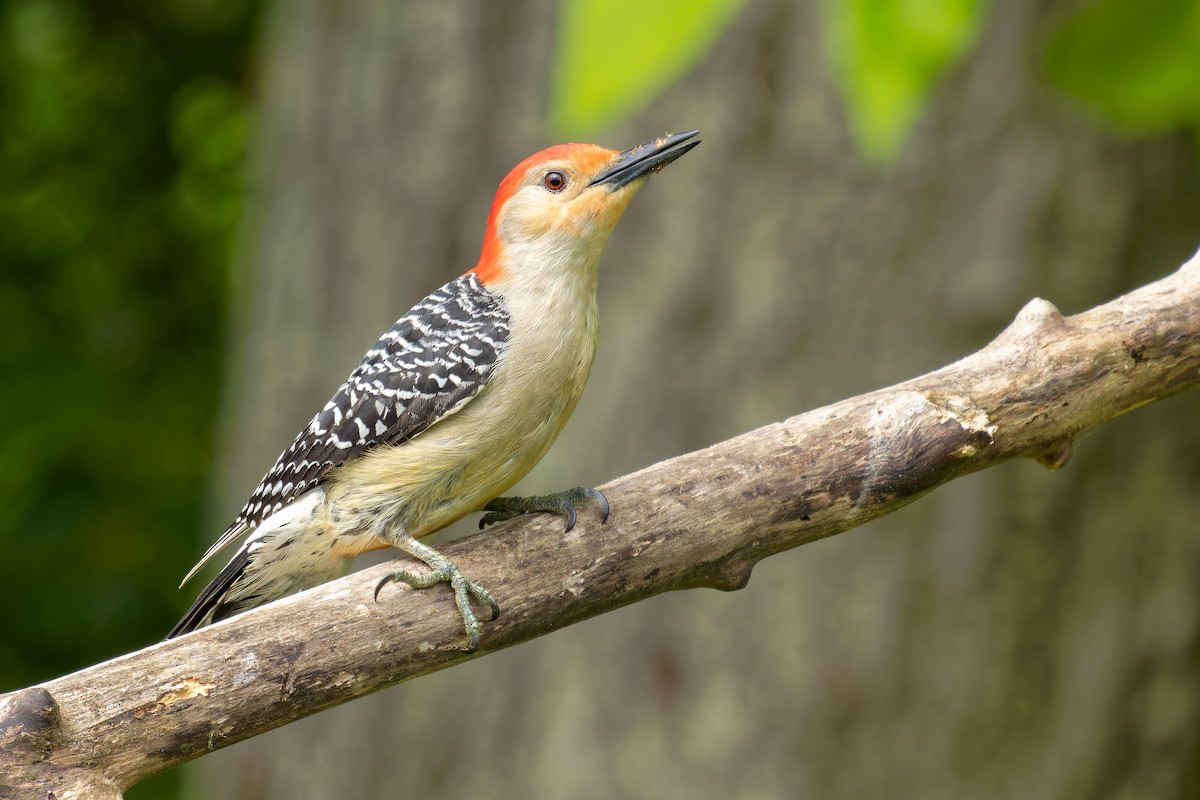 Red-bellied Woodpecker - ML619434658