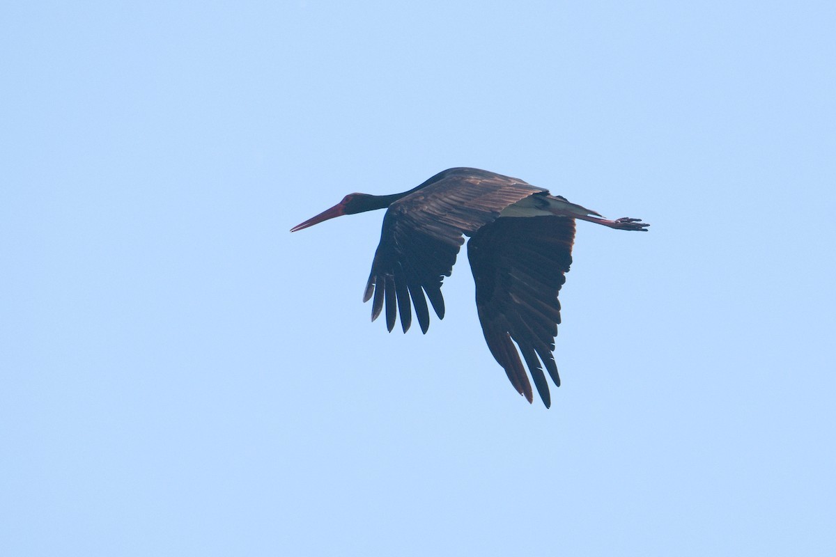 Black Stork - ML619434681