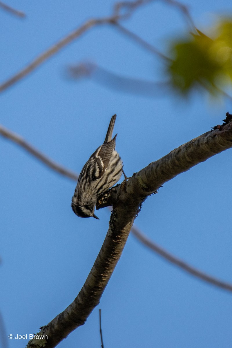 Black-and-white Warbler - ML619434744