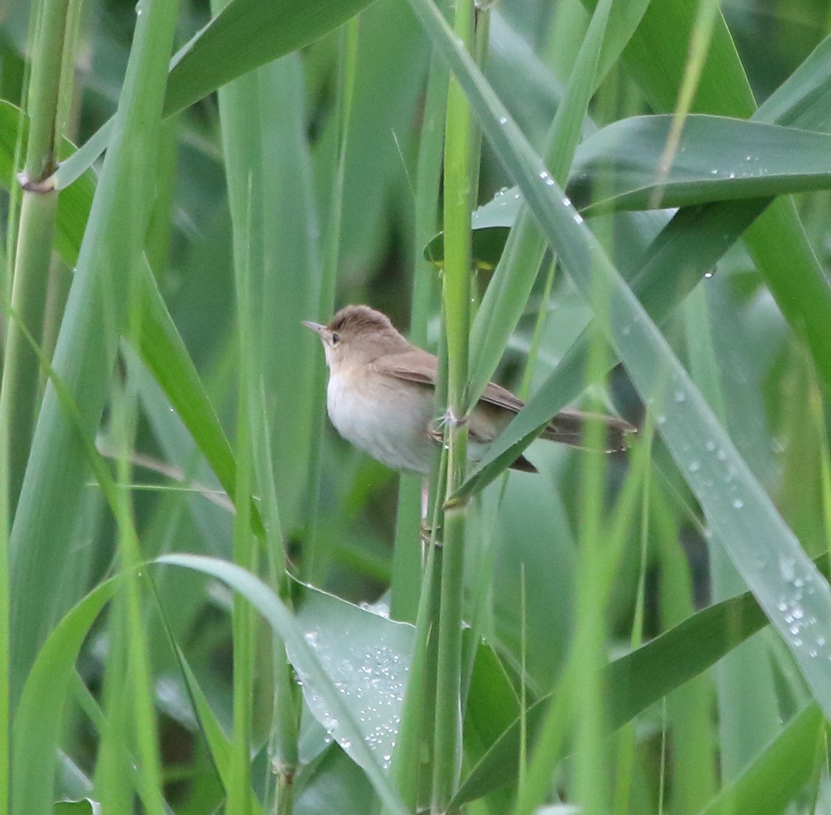 Common Reed Warbler - ML619434752