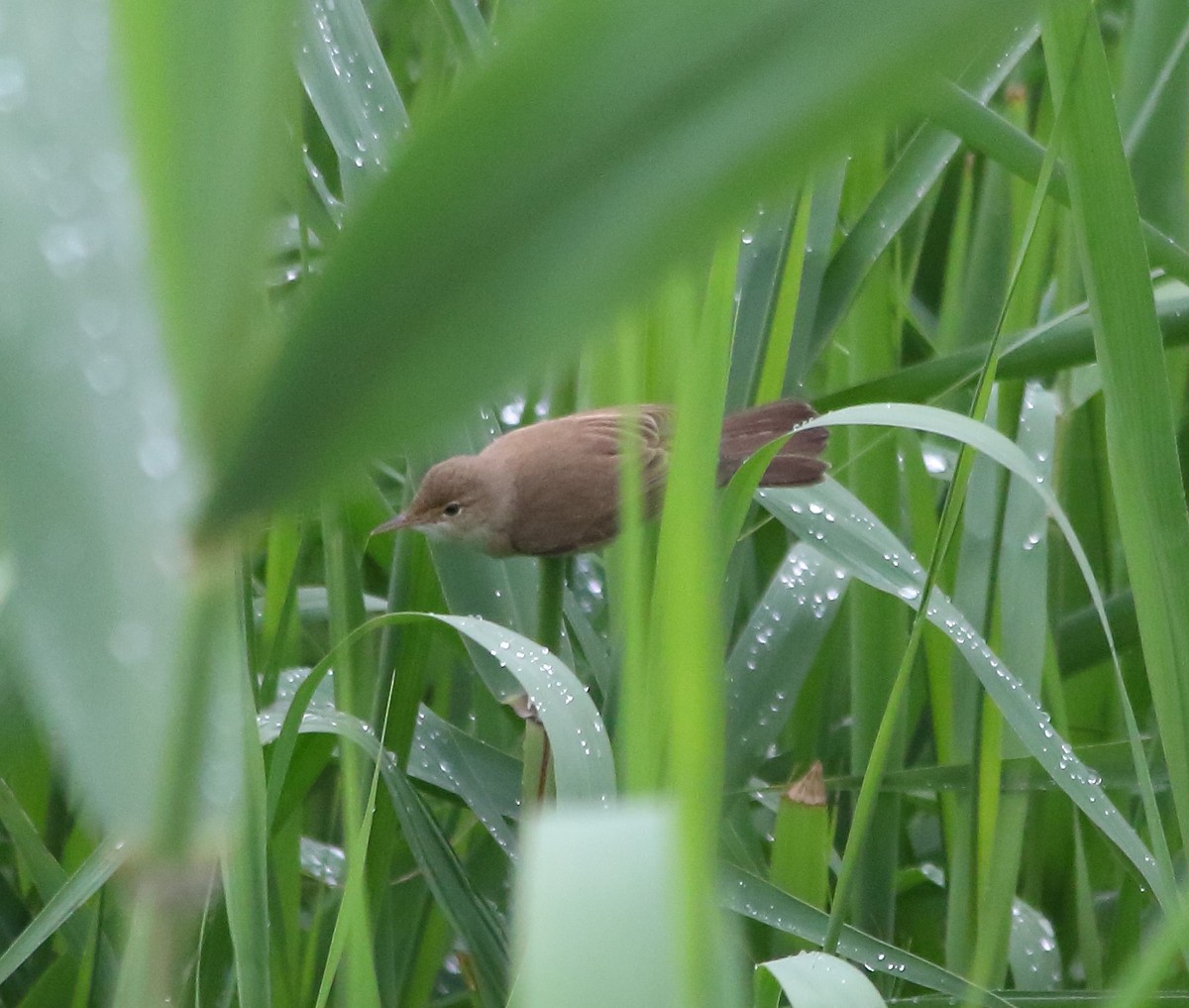 Common Reed Warbler - ML619434753