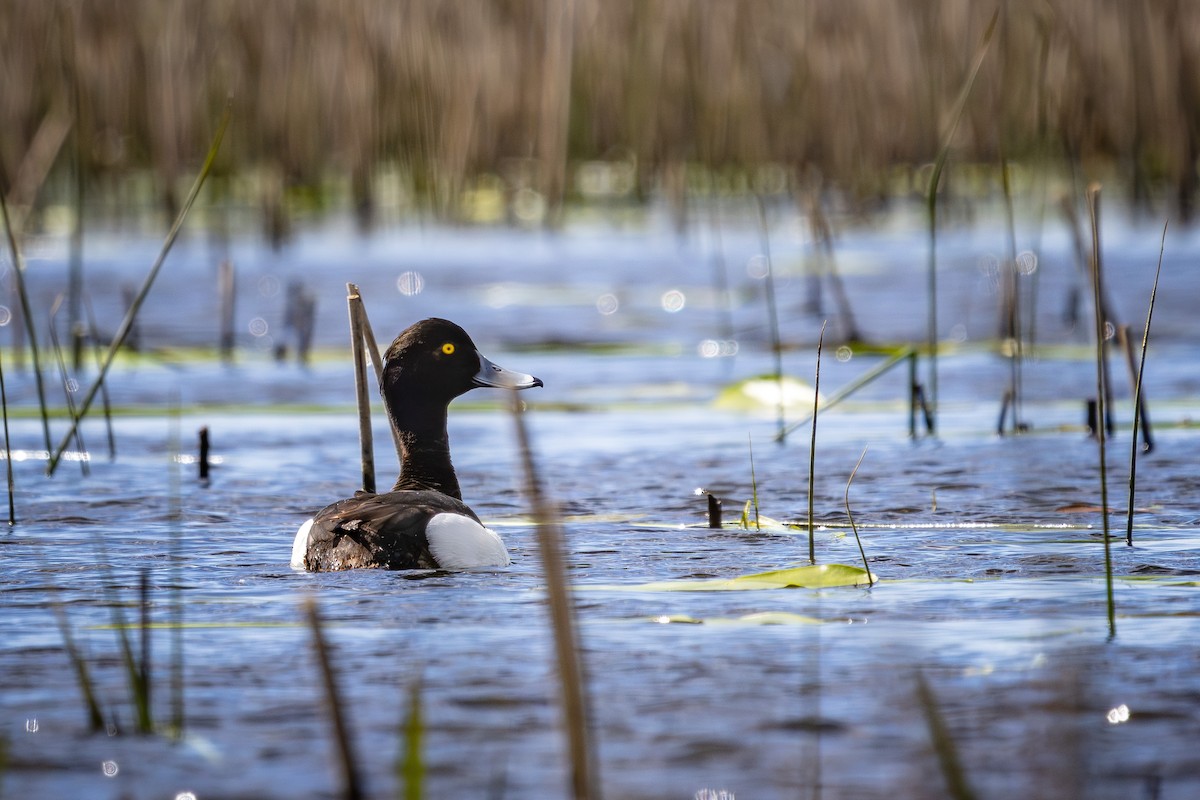 Tufted Duck - ML619434758