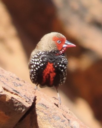Painted Firetail - ML619434785
