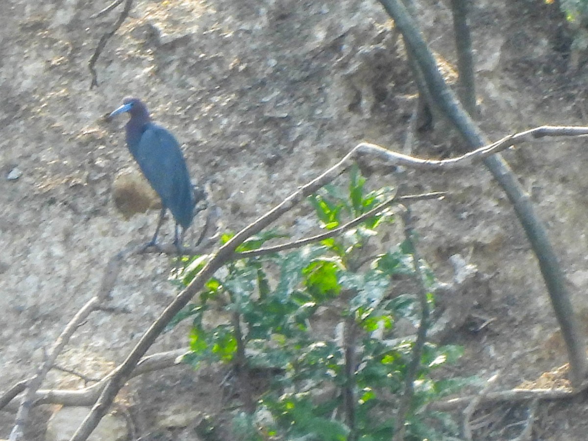 Little Blue Heron - ML619434791