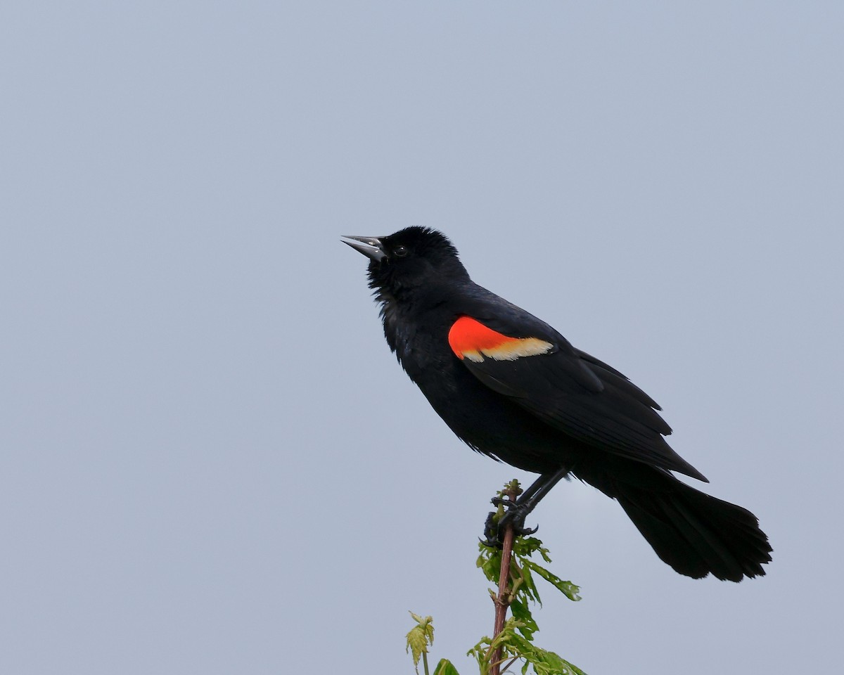 Red-winged Blackbird - ML619434794