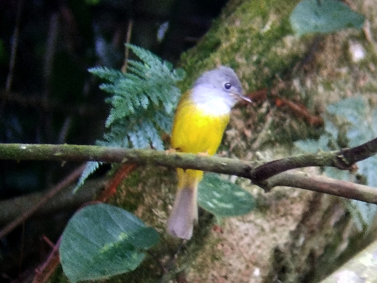 Gray-headed Canary-Flycatcher - ML619434838