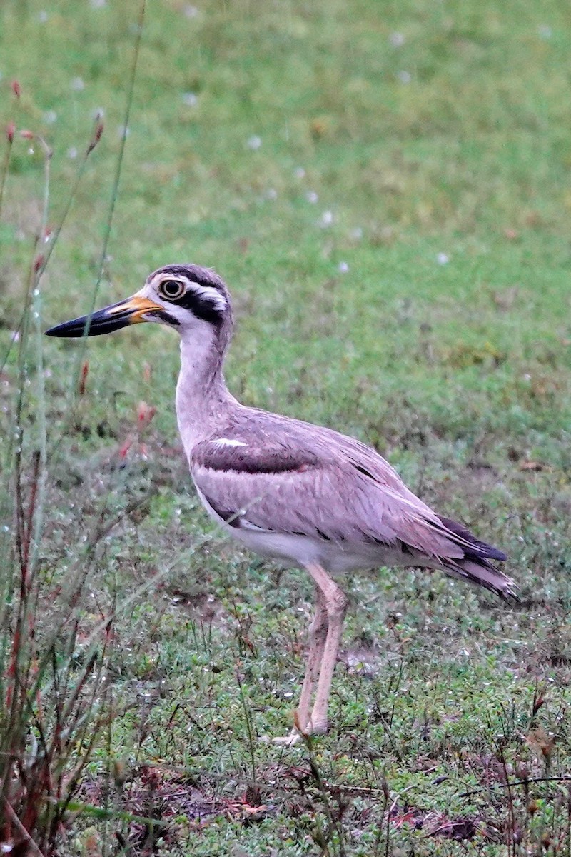 Great Thick-knee - ML619434857
