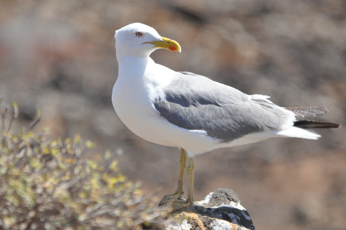 Yellow-legged Gull (atlantis) - ML619434868