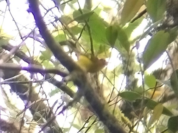 Yellow-breasted Warbler - ML619434874