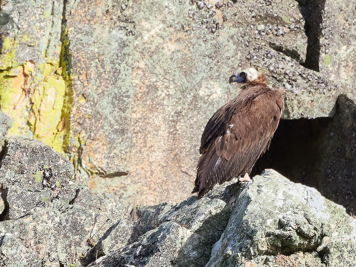 Cinereous Vulture - ML619434904