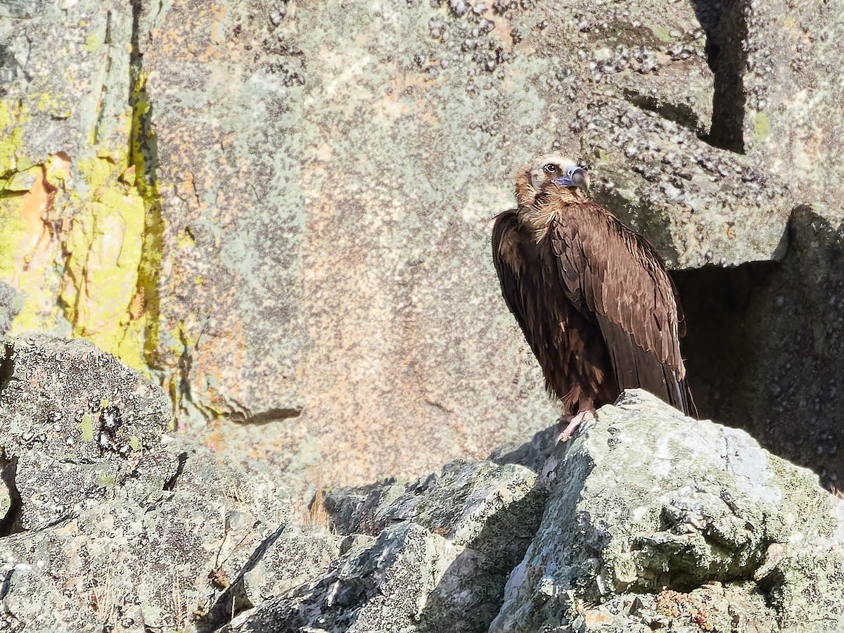 Cinereous Vulture - ML619434906