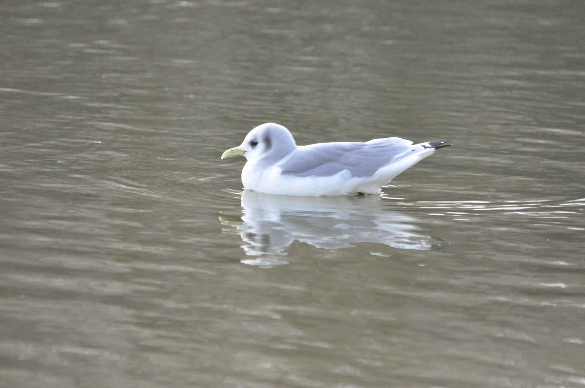 Mouette tridactyle - ML619434936
