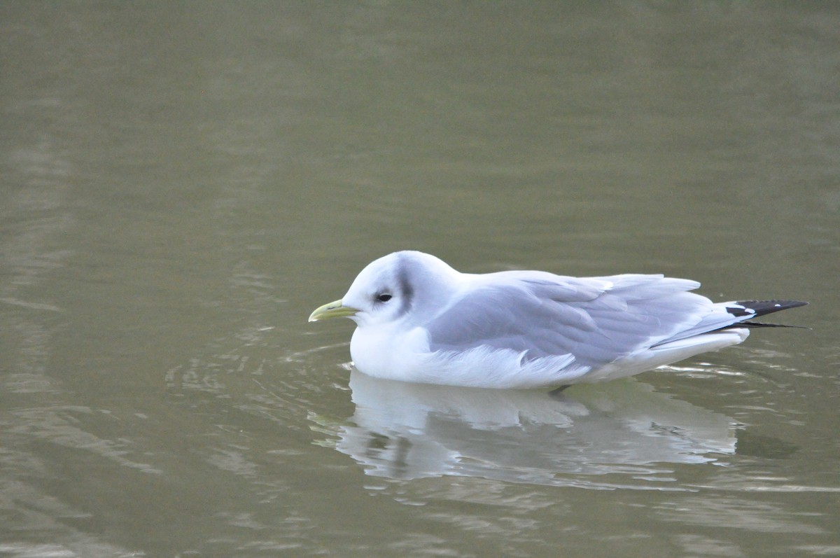 Mouette tridactyle - ML619434937