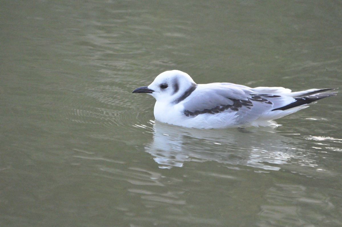 Mouette tridactyle - ML619434938