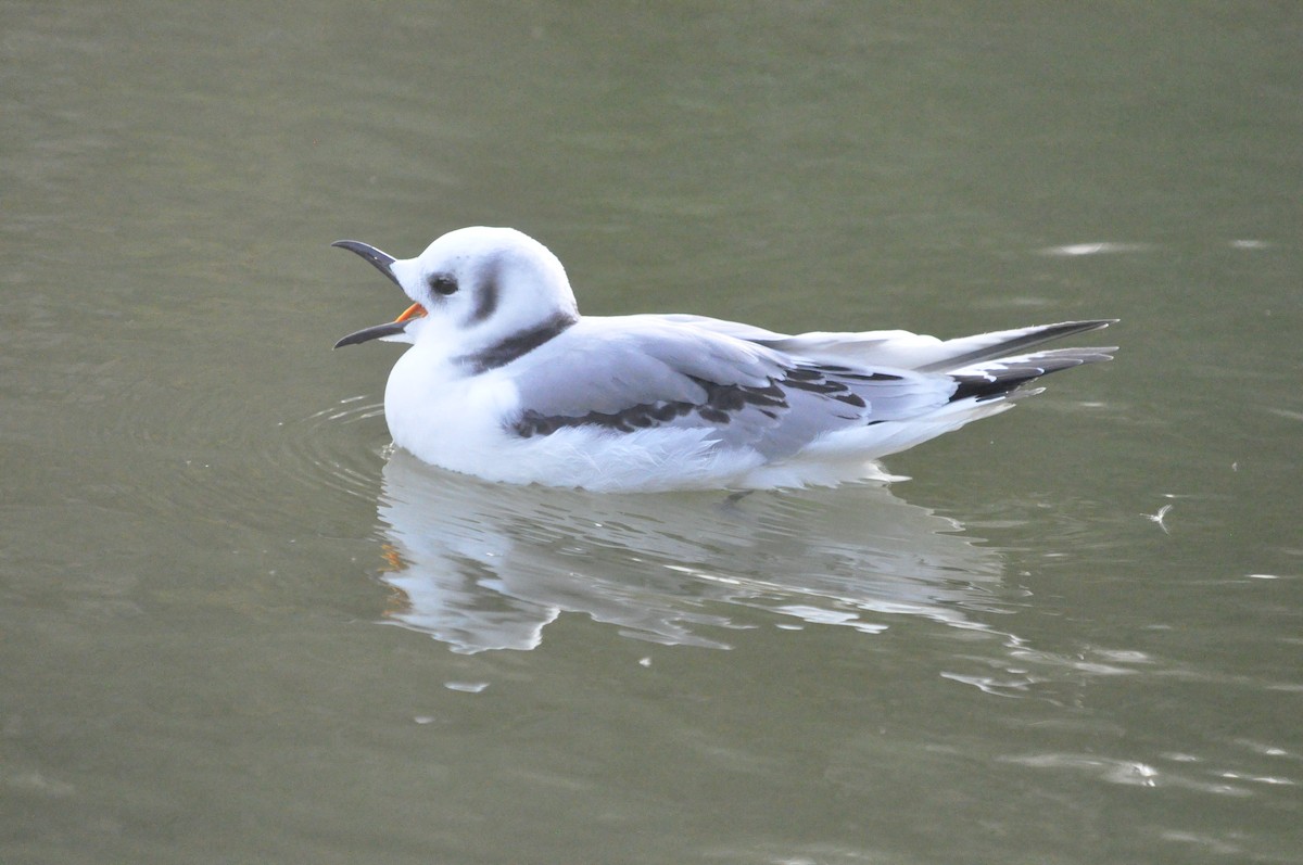 Mouette tridactyle - ML619434939