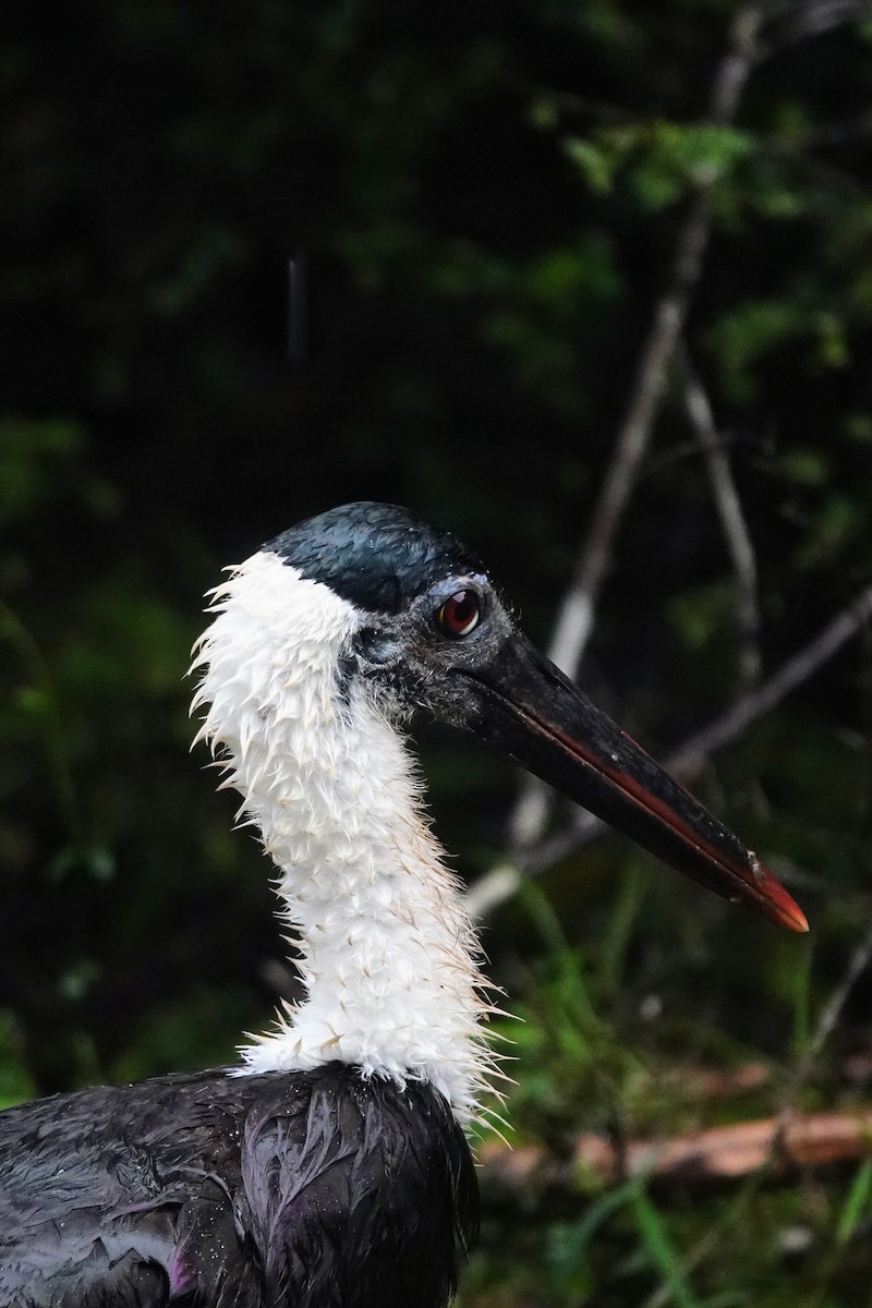 Asian Woolly-necked Stork - ML619434956