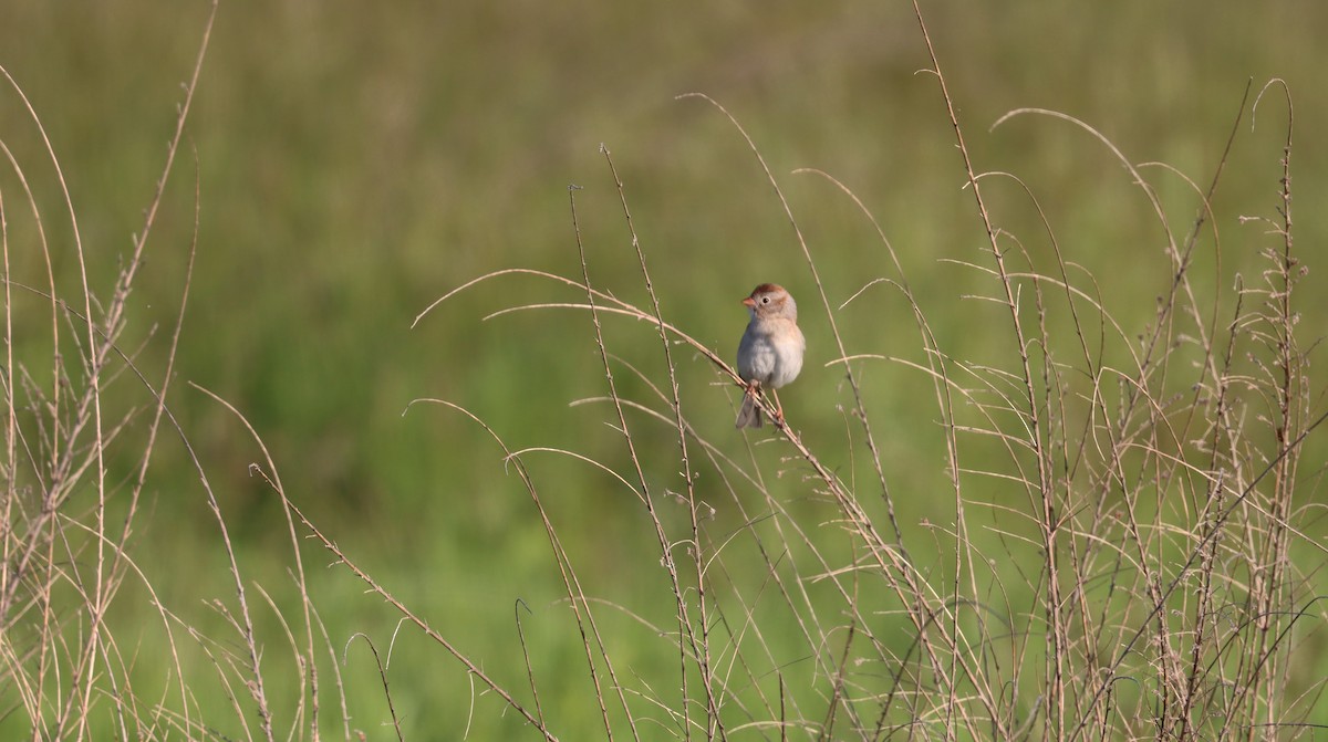 Field Sparrow - ML619435004