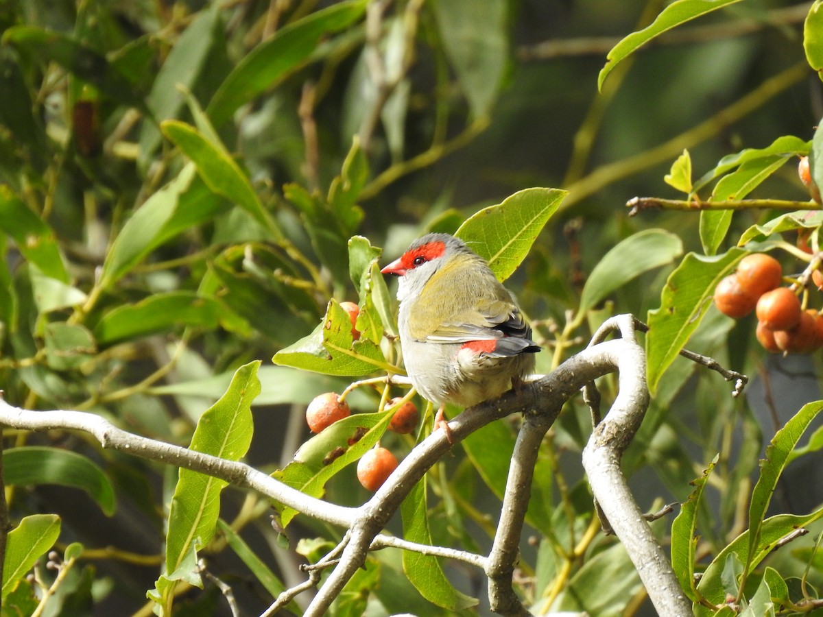 Red-browed Firetail - ML619435005