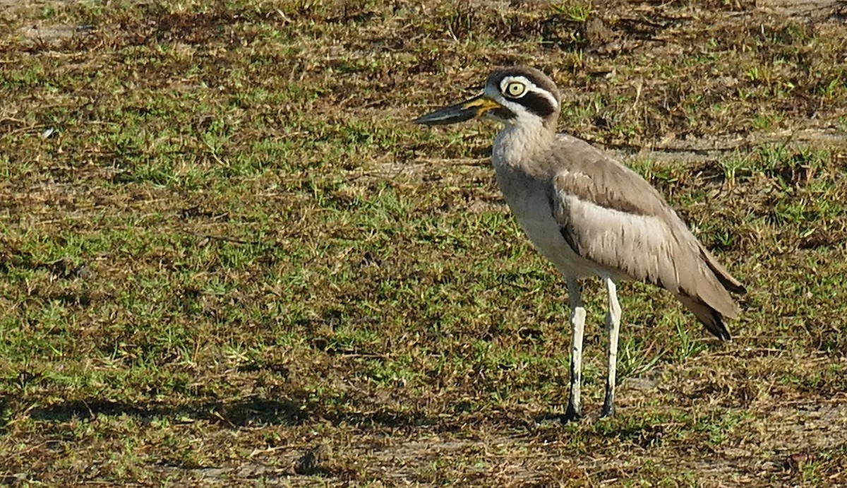 Great Thick-knee - ML619435008