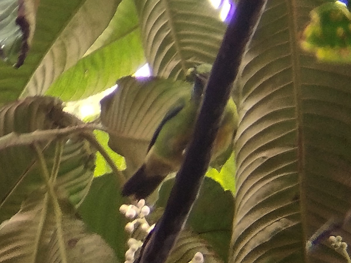 Orange-bellied Leafbird - ML619435028