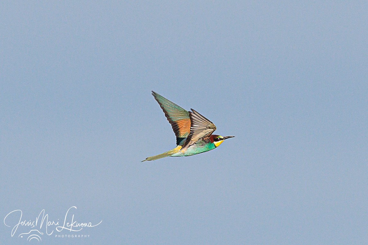 European Bee-eater - ML619435045