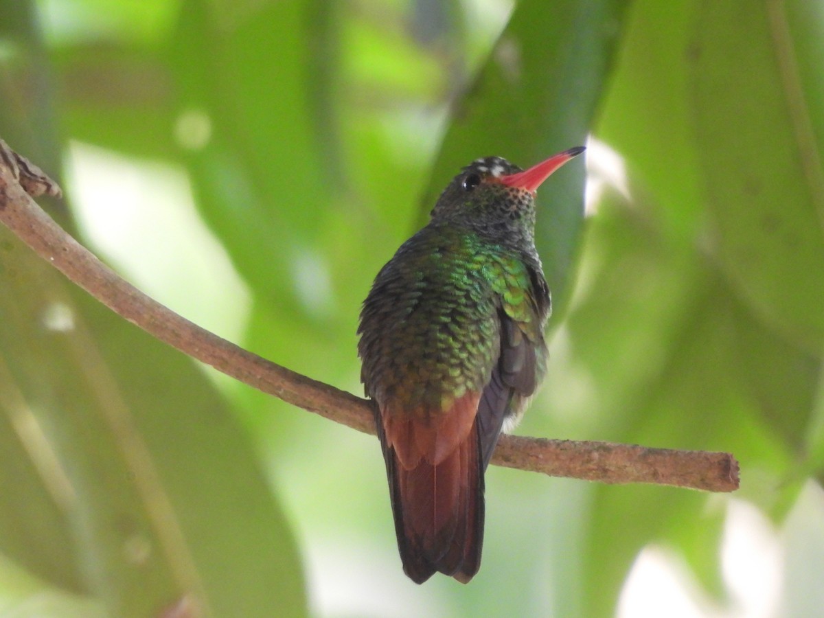 Rufous-tailed Hummingbird - ML619435056