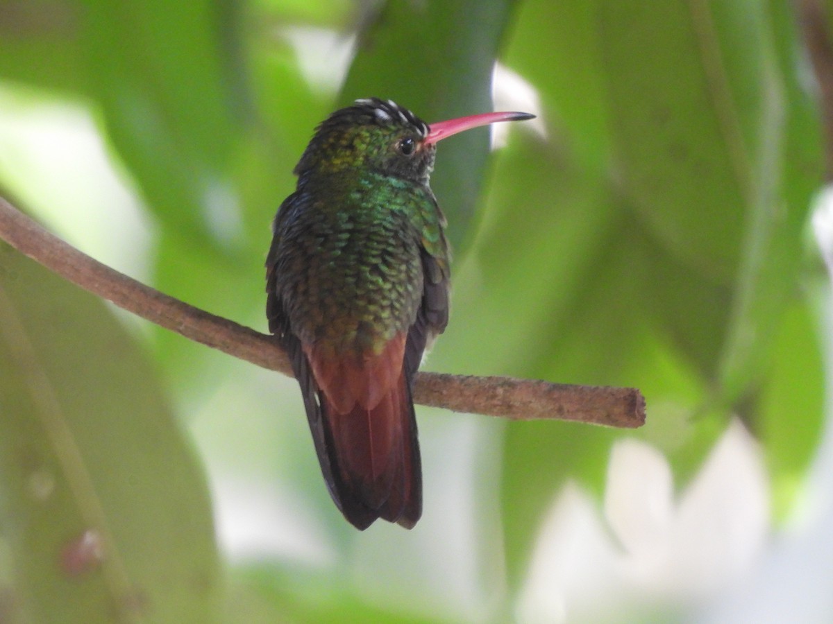 Rufous-tailed Hummingbird - ML619435057