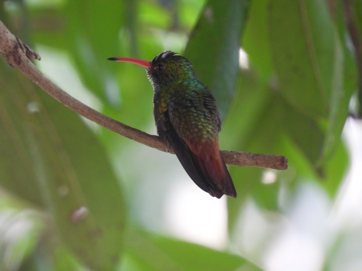 Rufous-tailed Hummingbird - ML619435058