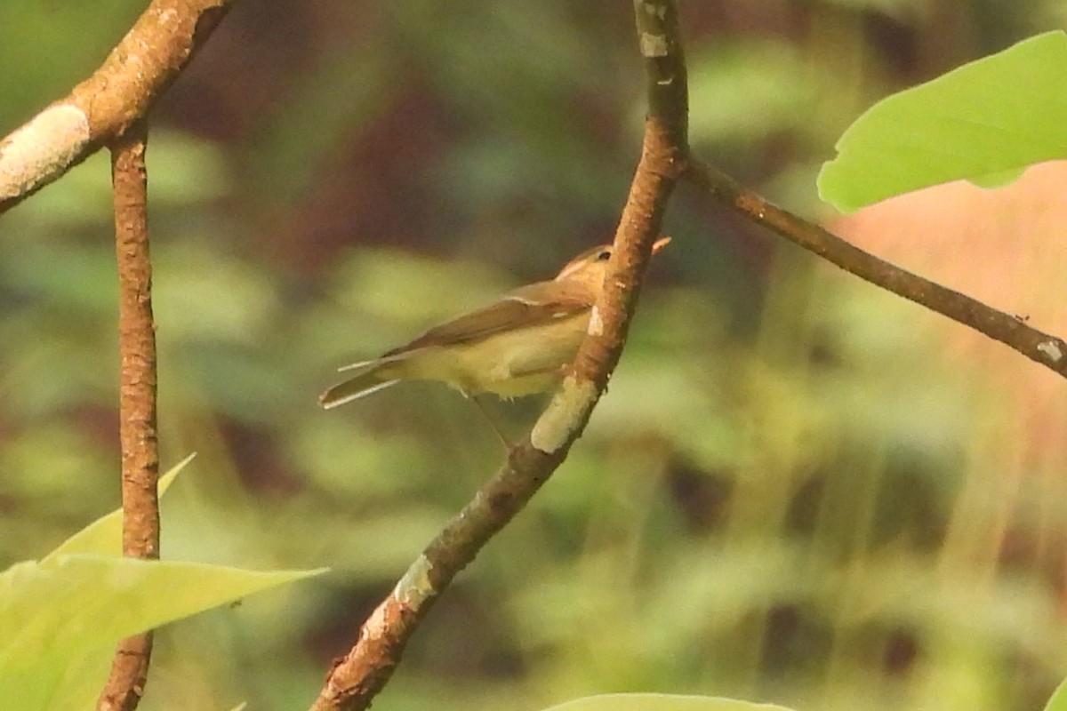Hume's Warbler - ML619435083