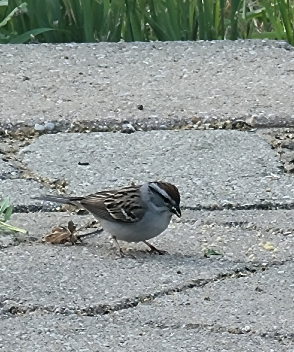 Chipping Sparrow - ML619435086