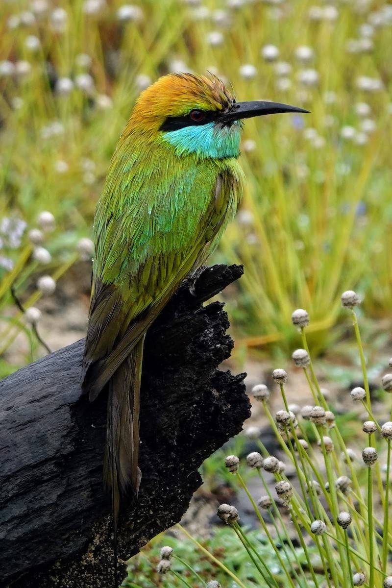 Asian Green Bee-eater - ML619435101
