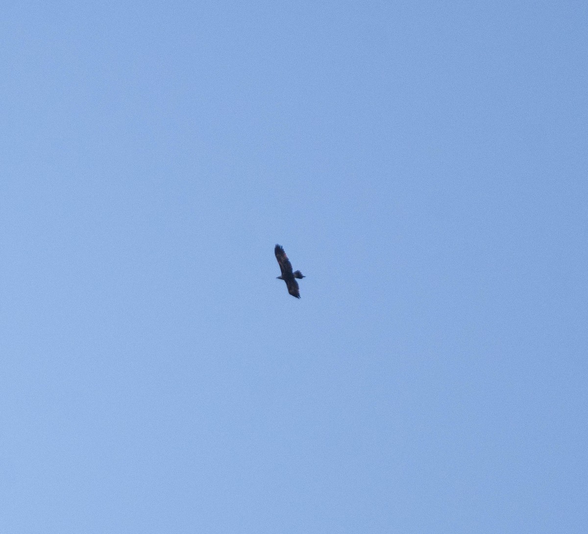 Wedge-tailed Eagle - ML619435118