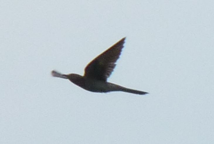 Common Cuckoo - ML619435137