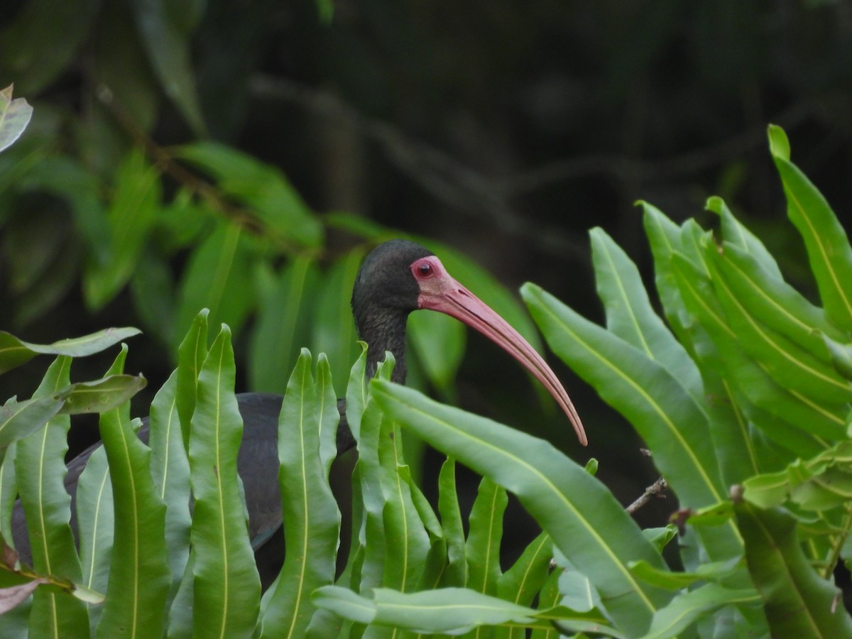 ibis tmavý - ML619435141