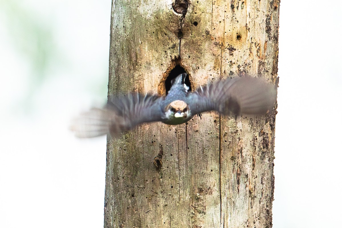 Brown-headed Nuthatch - ML619435171